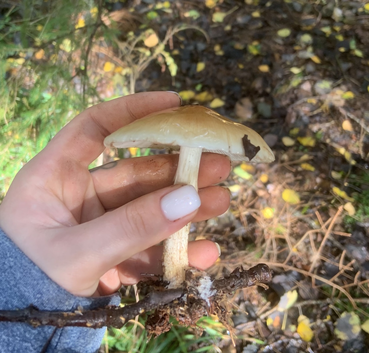 Берлинка Калининград грибы