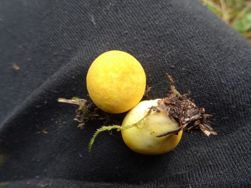 Дождевик желтоокрашенный - Lycoperdon flavotinctum