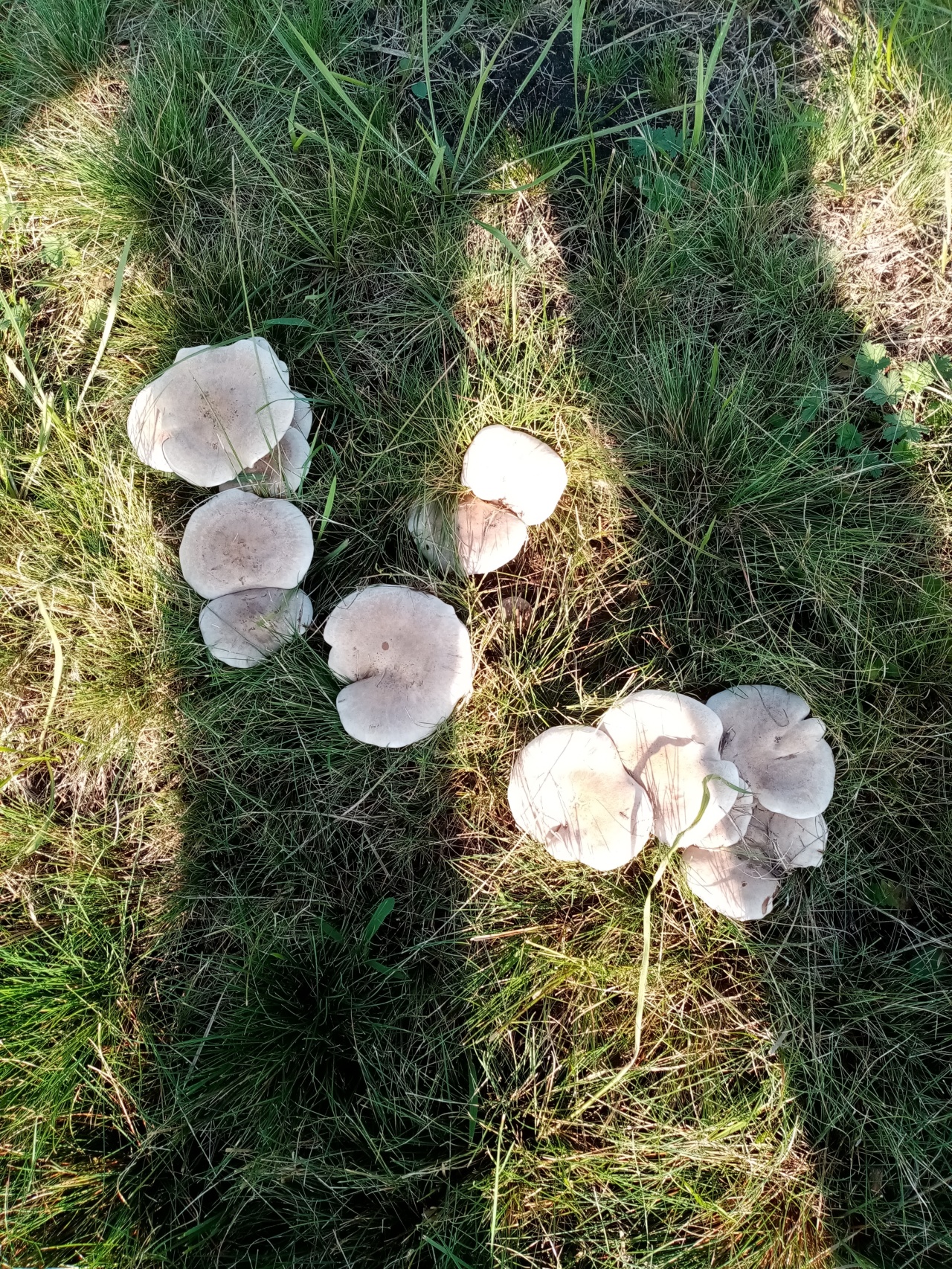 Синеножка Воронеж гриб
