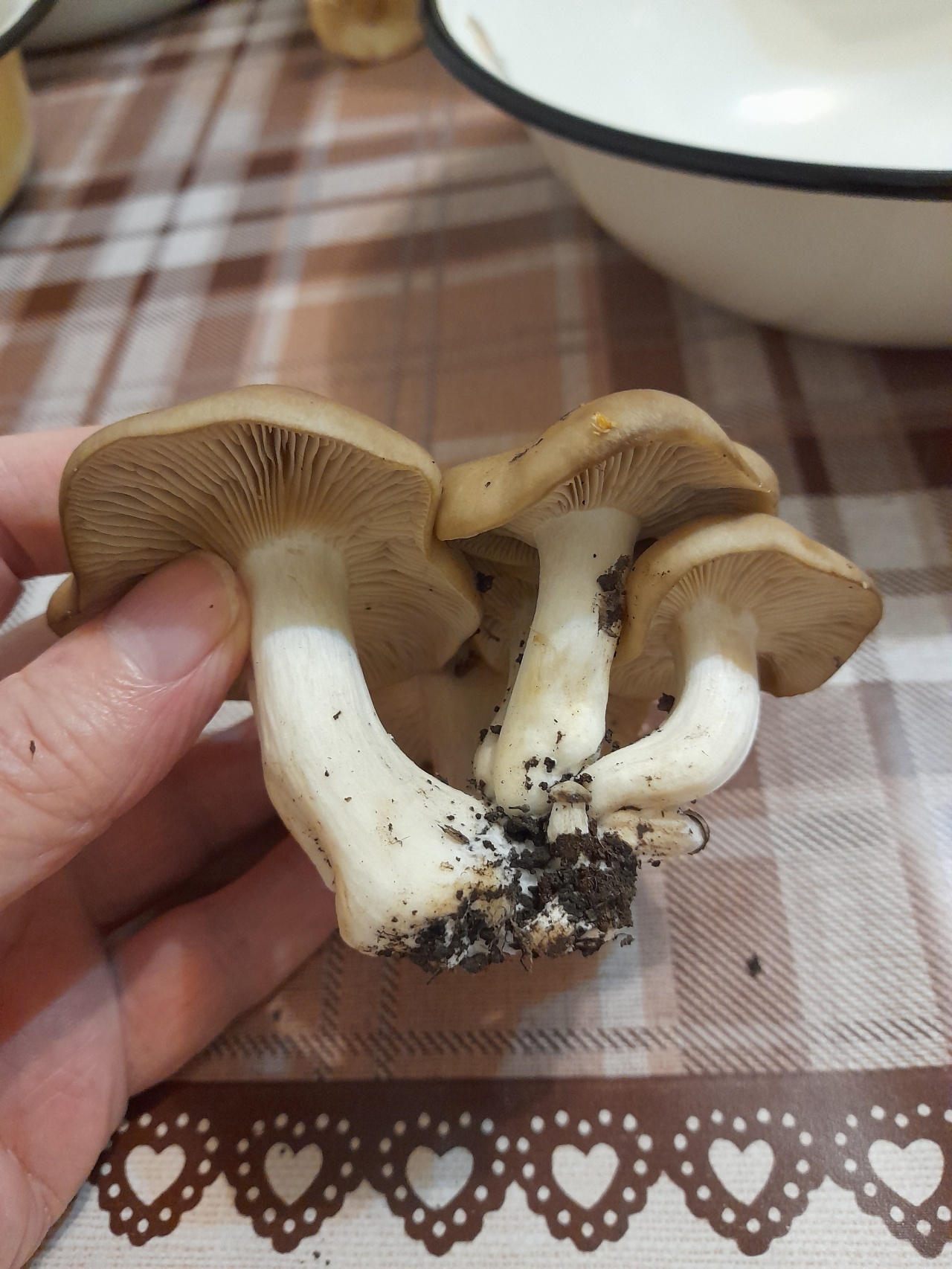 Грузди грибы фото