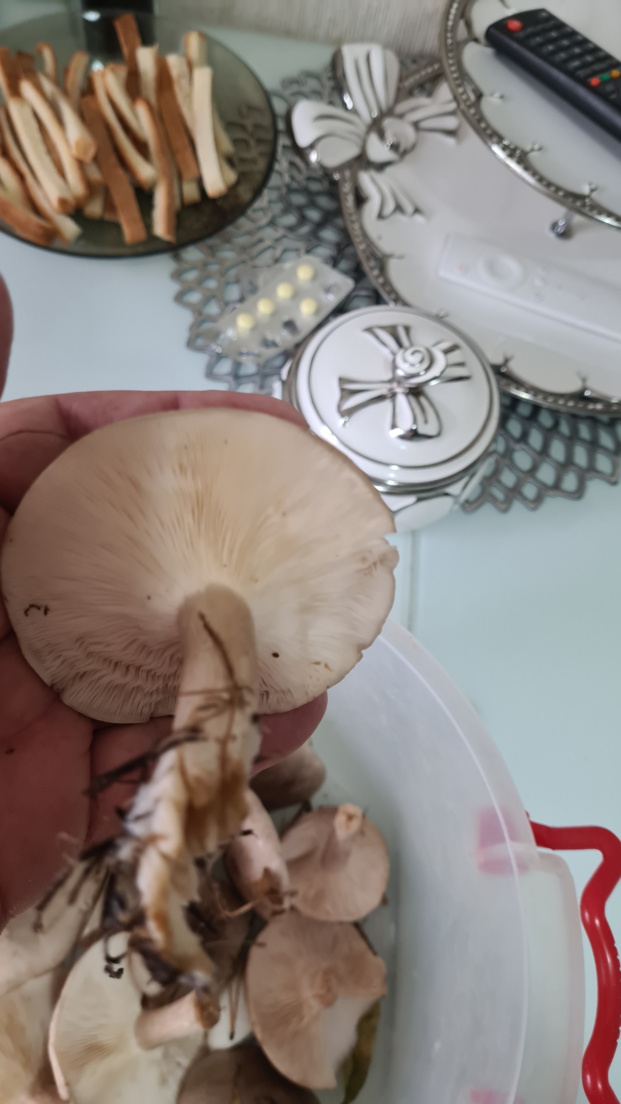 Тамбовские грибы