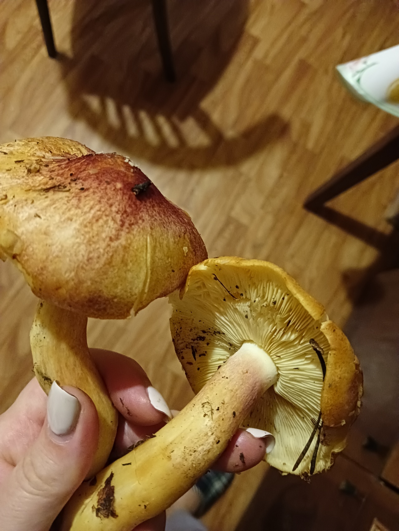 Жёлтые грибы Поддубиков