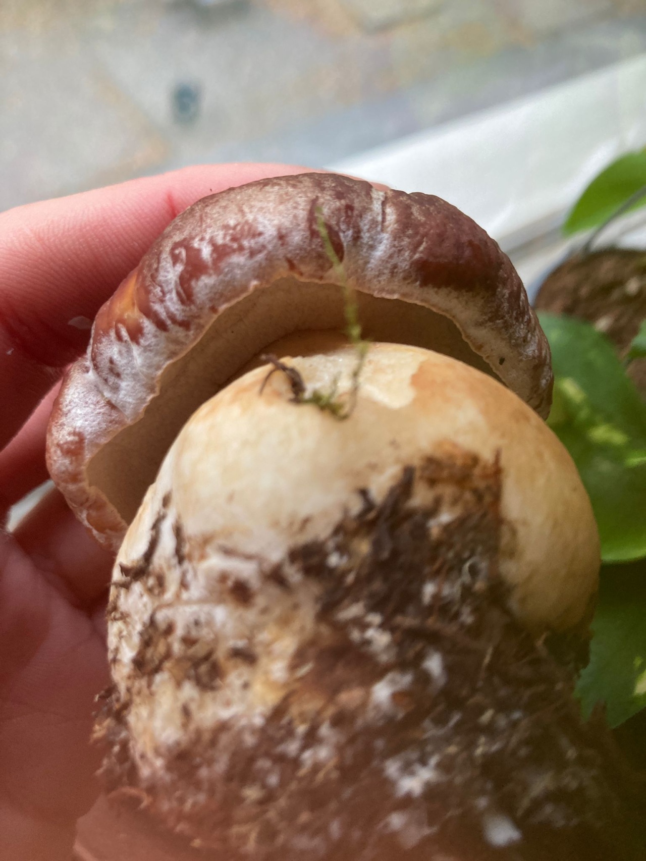 Белый гриб сосновый - Boletus pinophilus