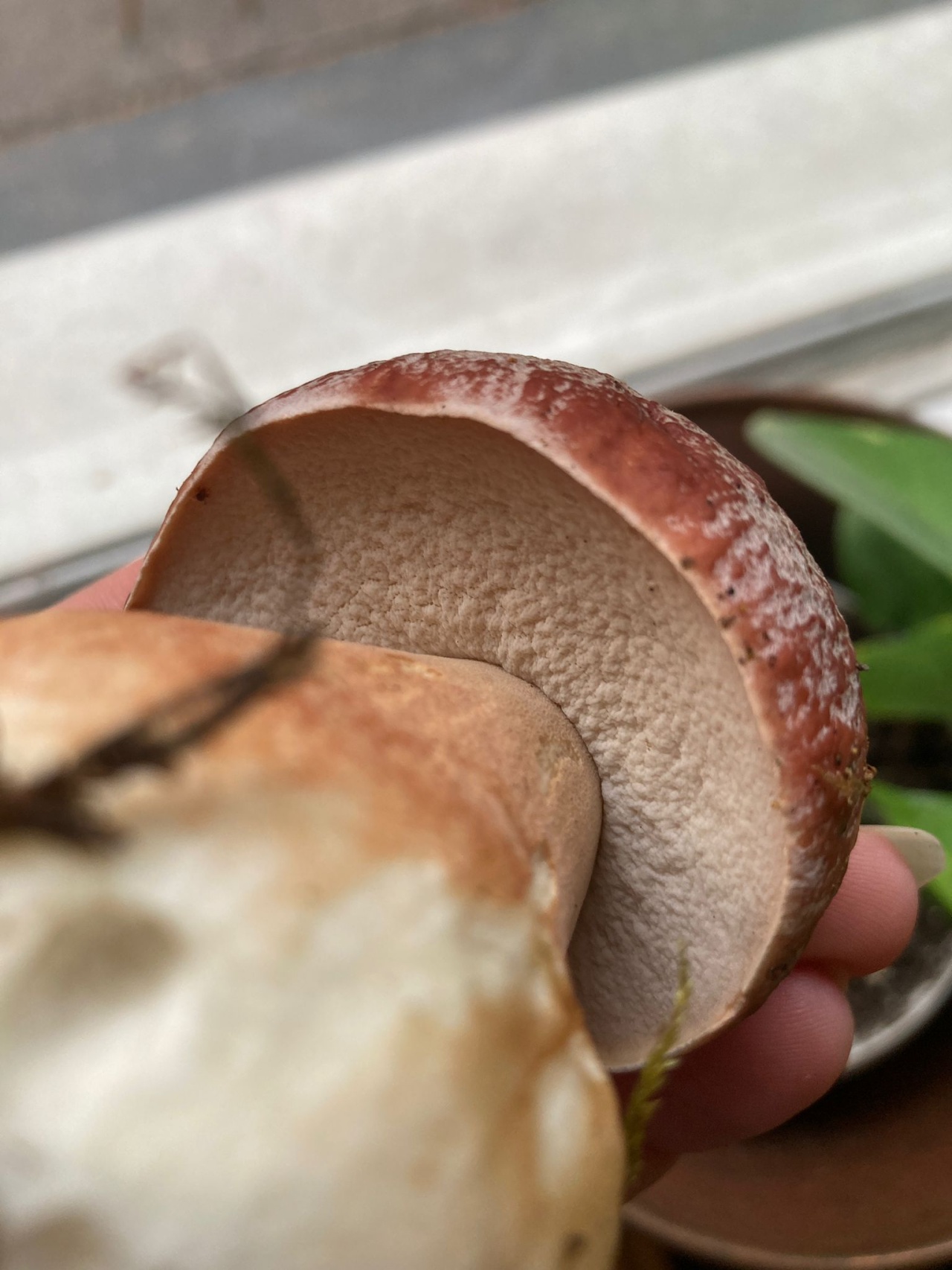 Белый гриб сосновый - Boletus pinophilus