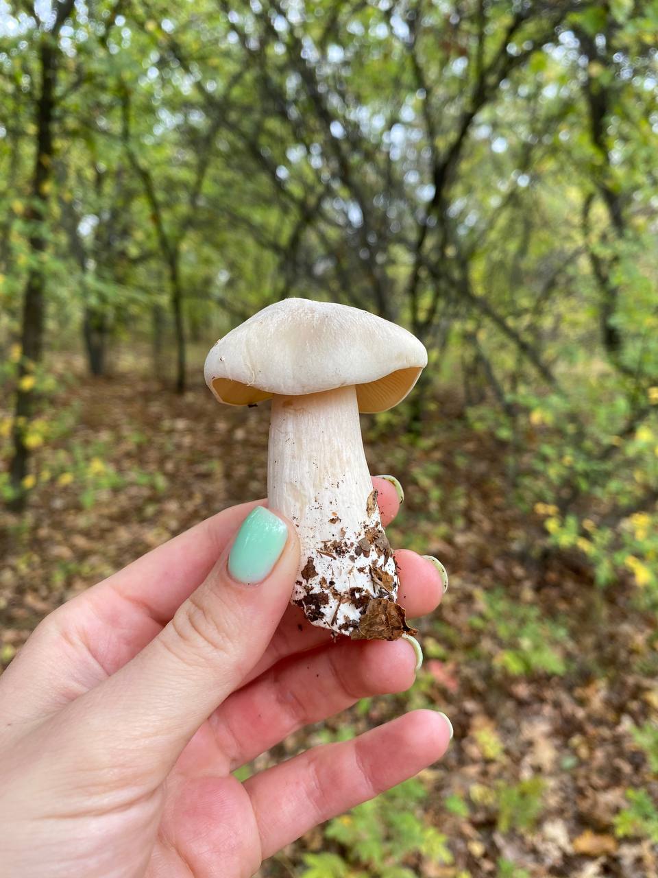 Белый гриб в Волгоградской области