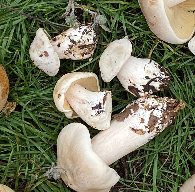 Весенние грибы волгоградской области фото и описание
