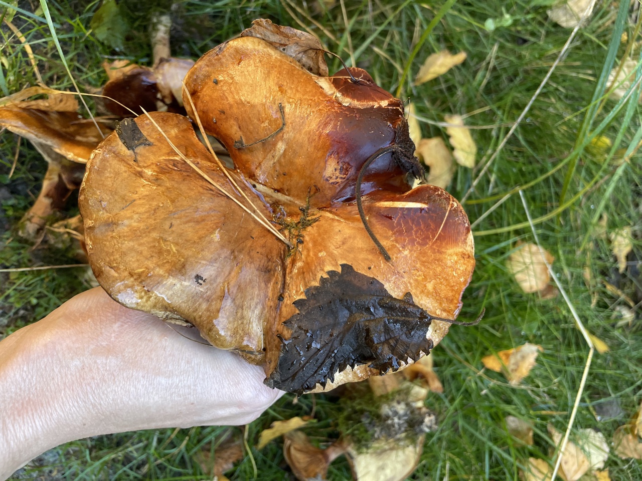 Свинушка грибы Крыма