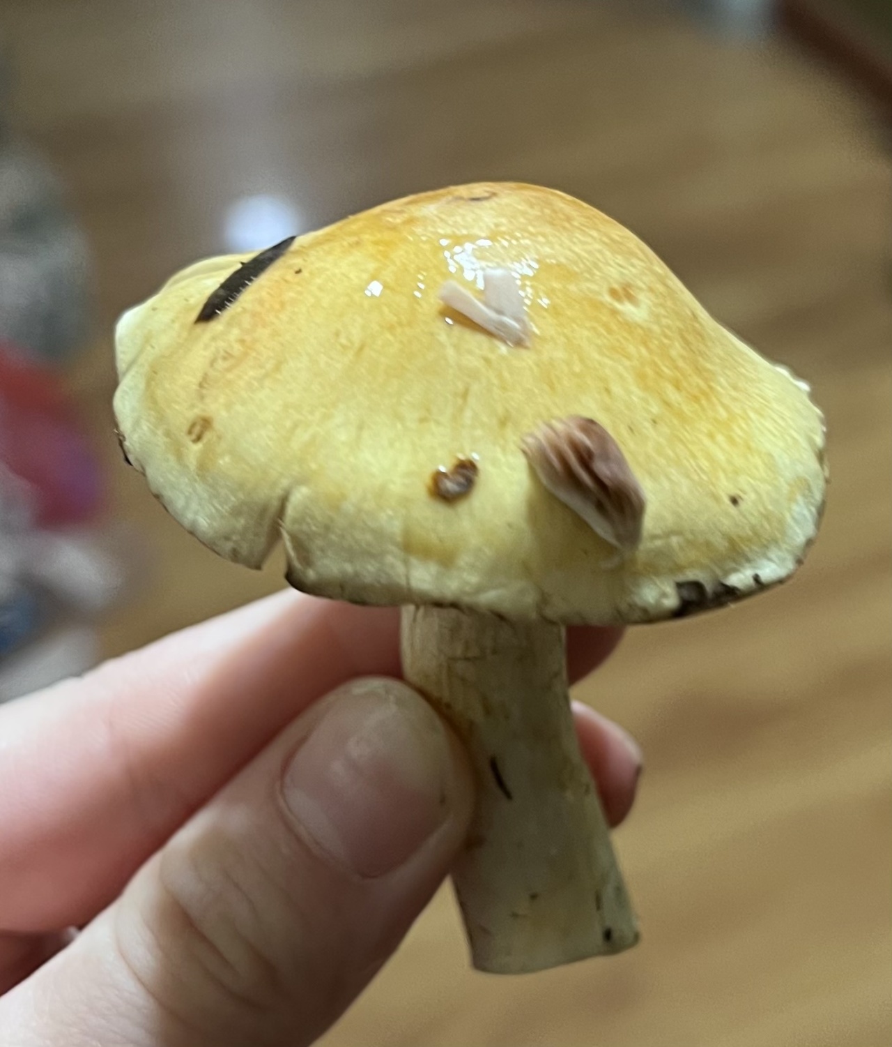Валуи грибы фото