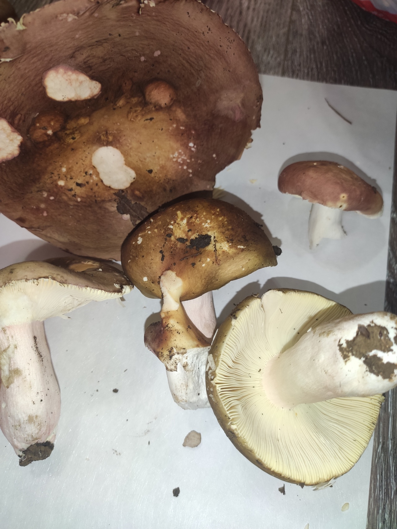 Галлюциногенные грибы Сочи