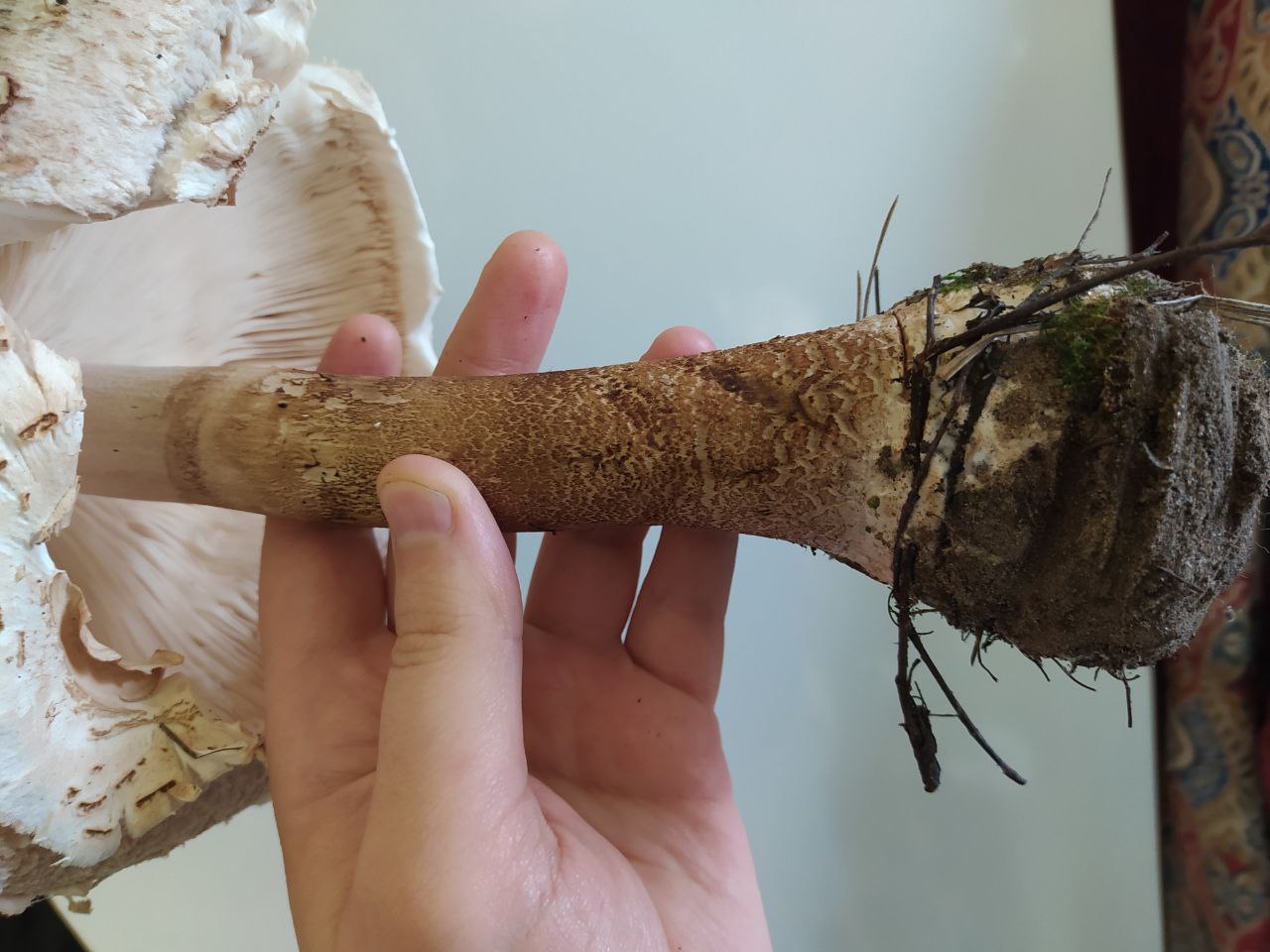 Фото грибов которые нашли в Самарской области огромных