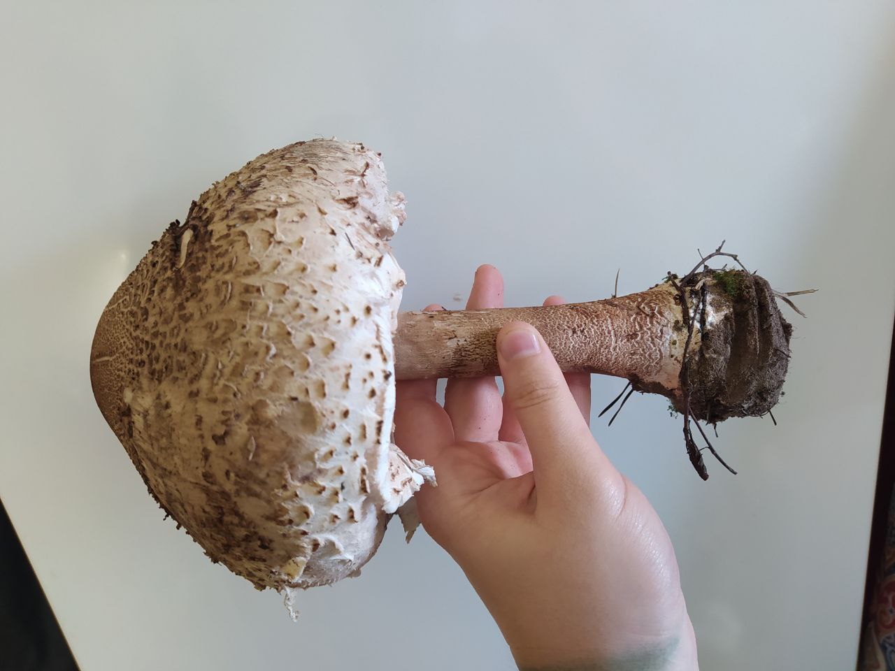 Большой гриб в Самаре