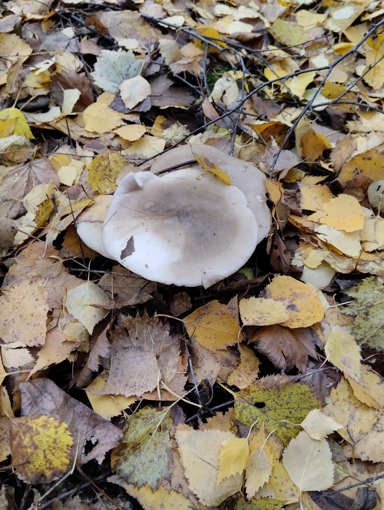 Башкирия грибы в Осиновом лесу