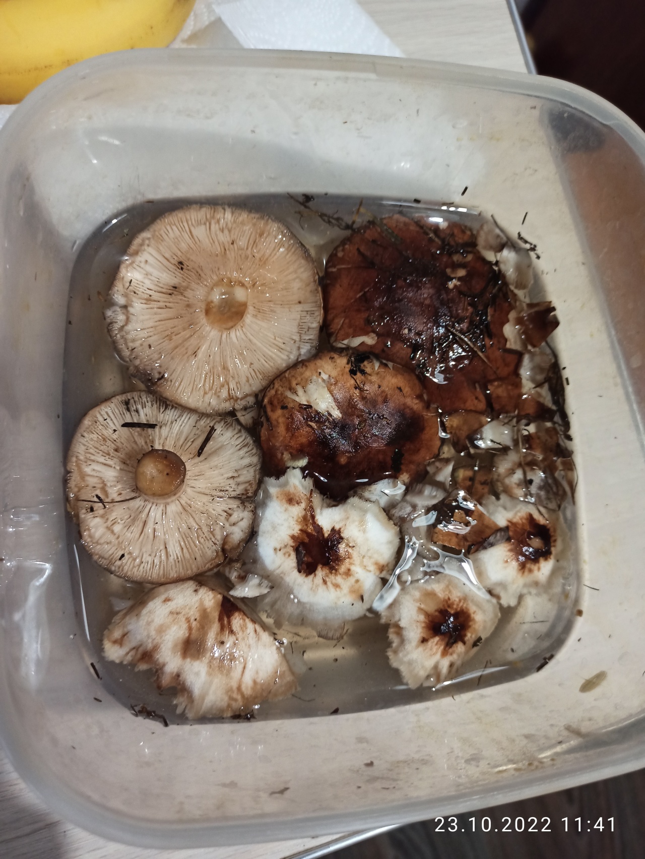 грибы похожие на валуи фото