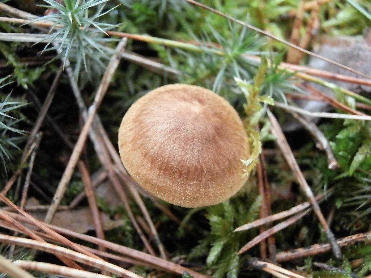 Какой это гриб по фото