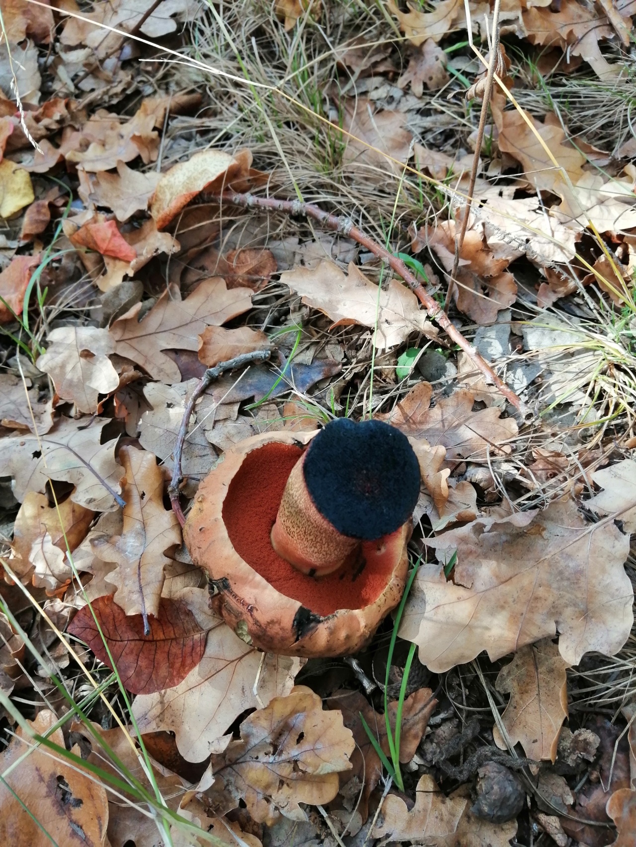 Рыжие грибы в Ростовской области