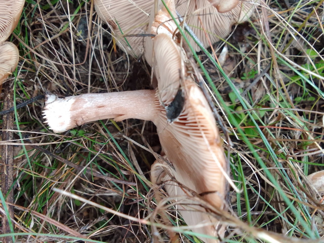 Осенние грибы ЛНР фото