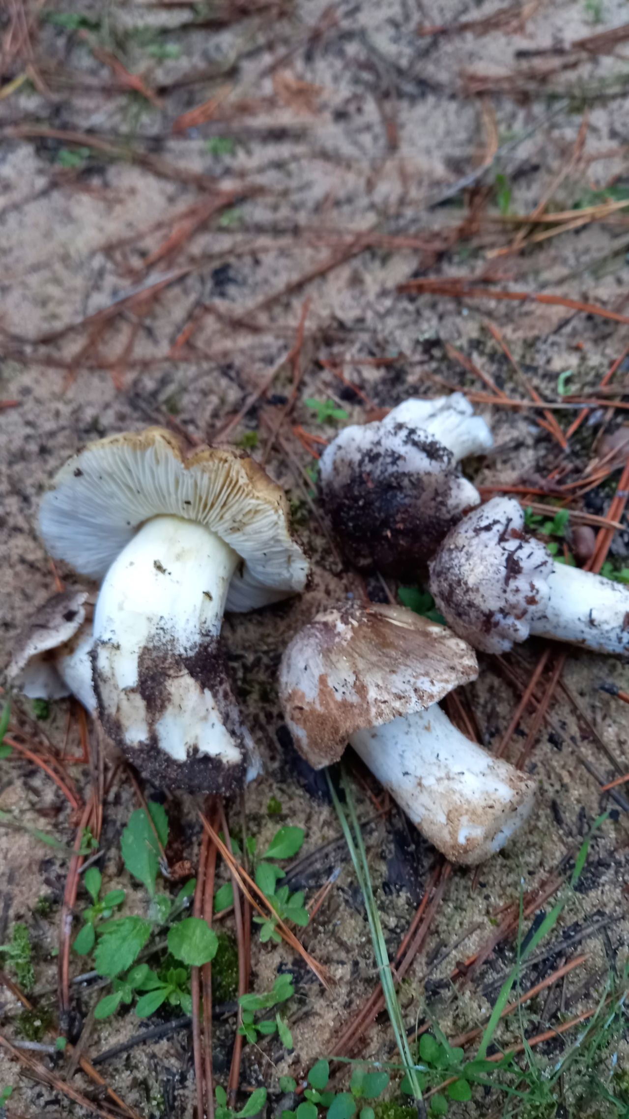 Зеленухи грибы