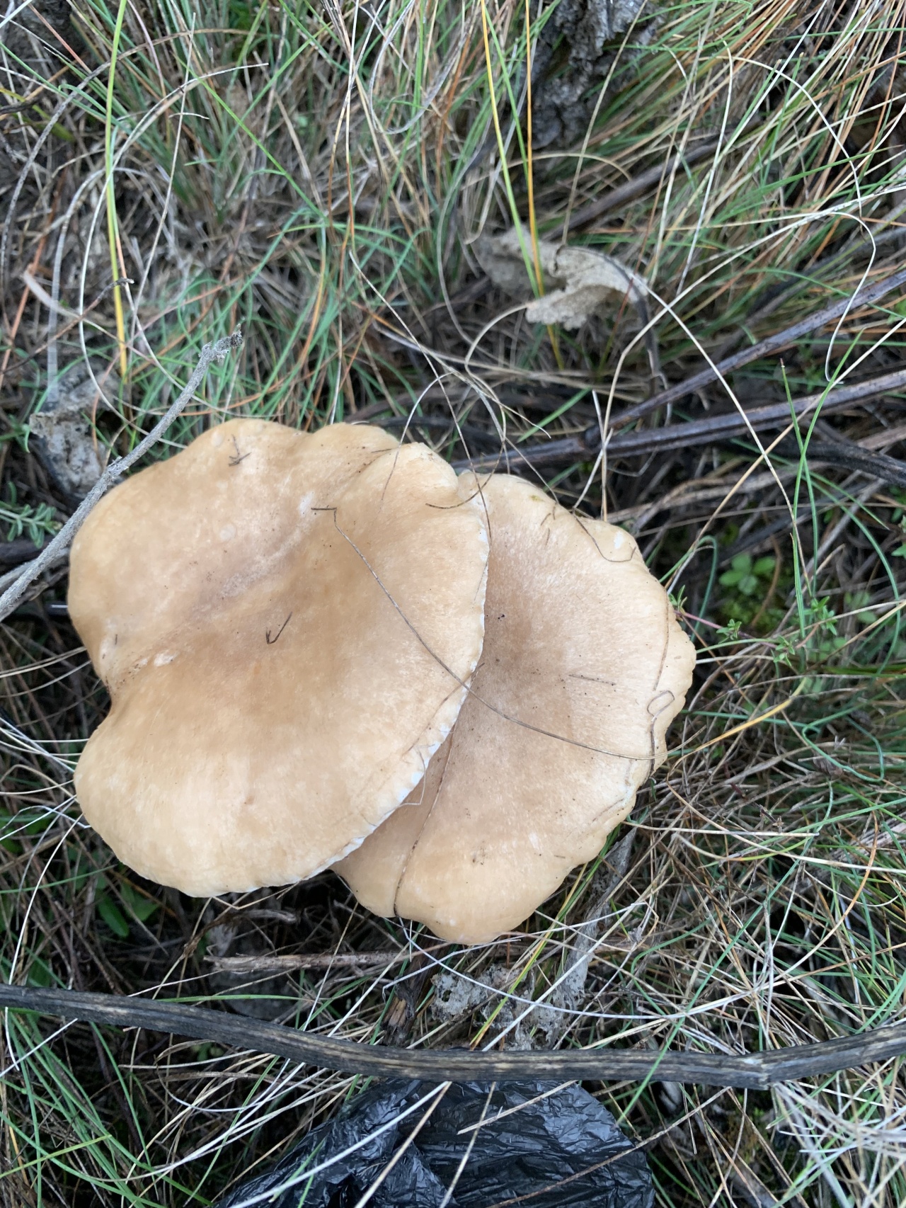 грибы ростовской области фото с названиями
