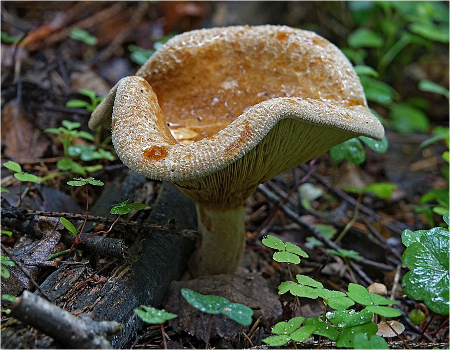 Товароведческая характеристика грибов
