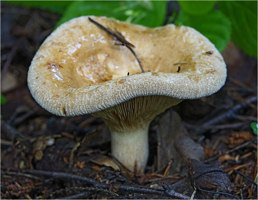 Свинухи грибы съедобные (68 фото)