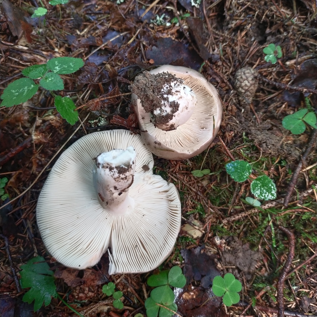  Russula Aeruginea 