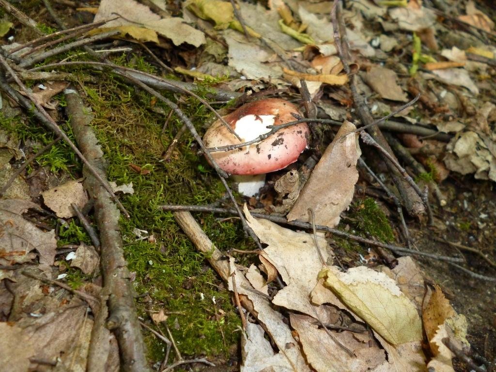 Сыроежка розовая - Russula rosea
