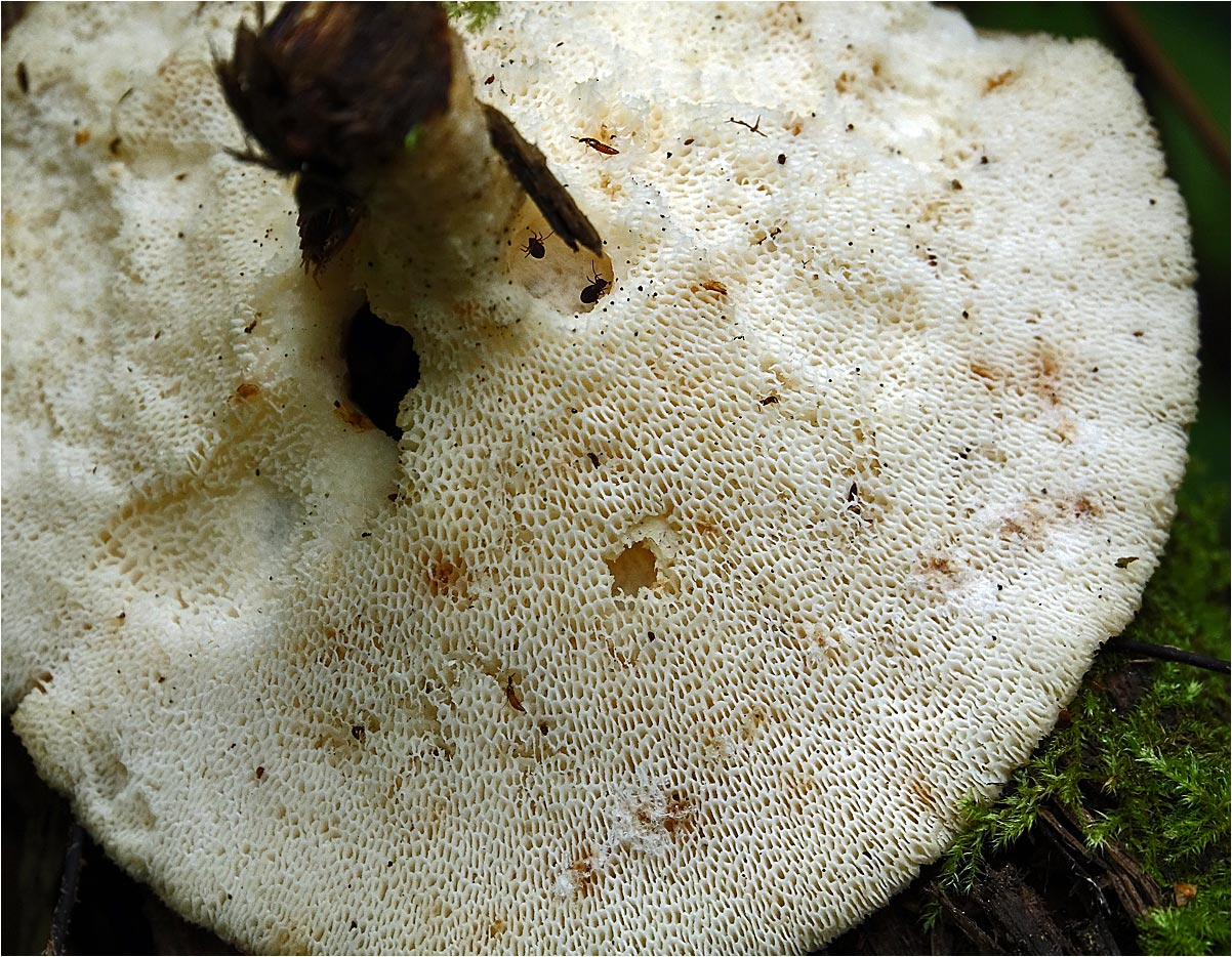 Трутовик клубненосный - Polyporus tuberaster