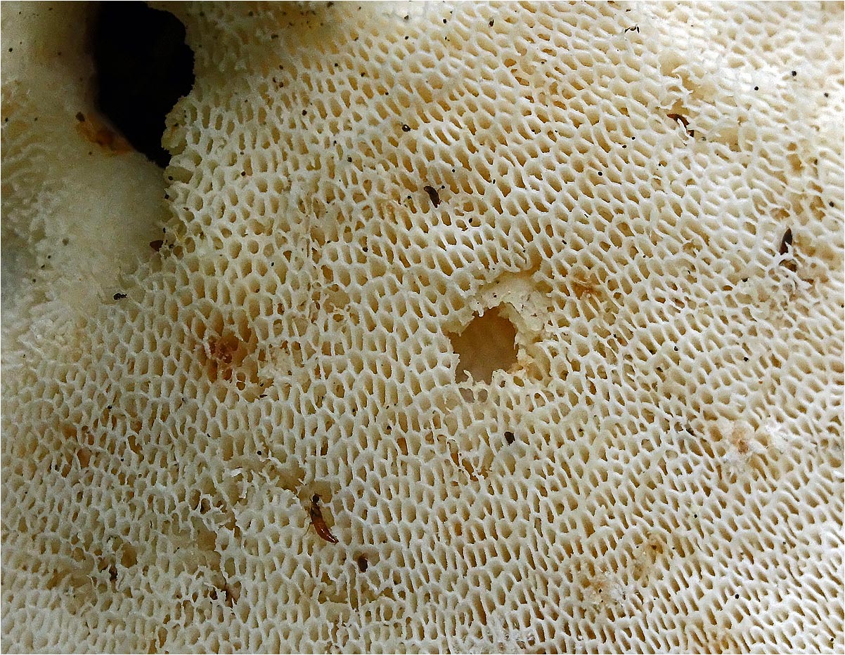 Трутовик клубненосный - Polyporus tuberaster