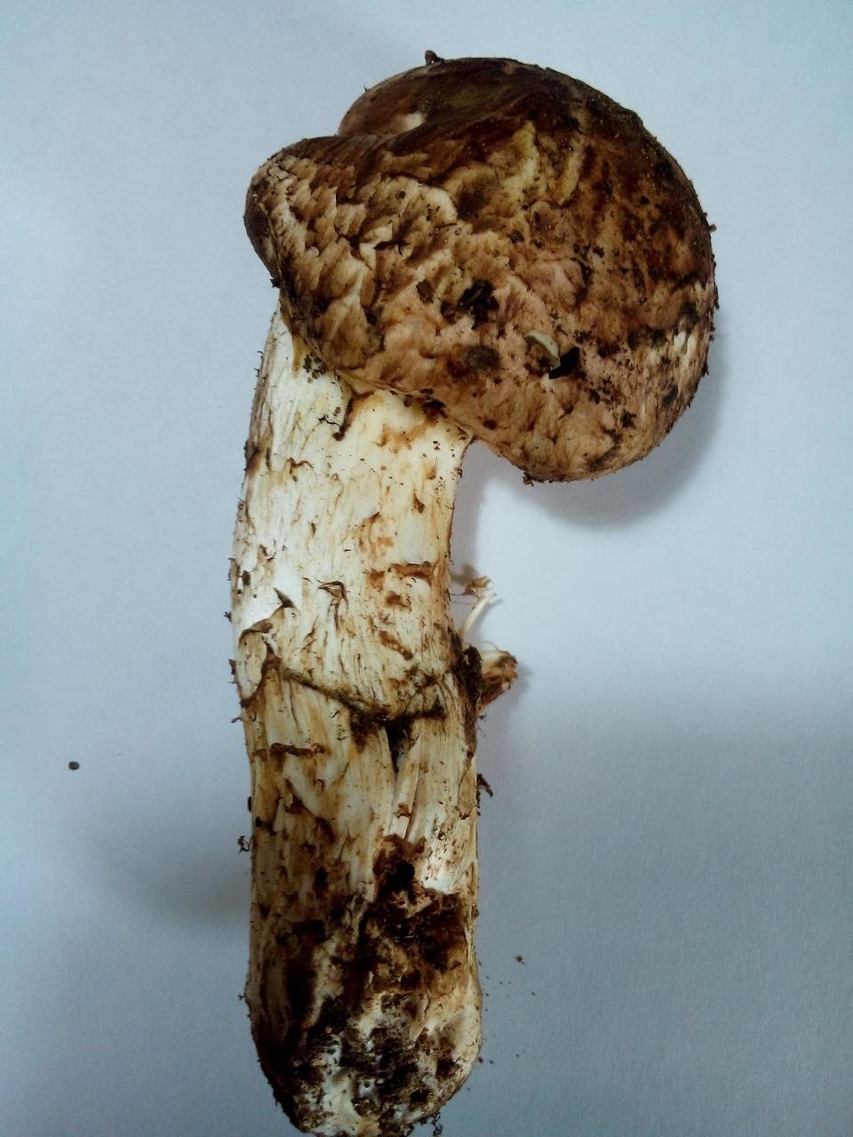 Мацутаке гриб фото