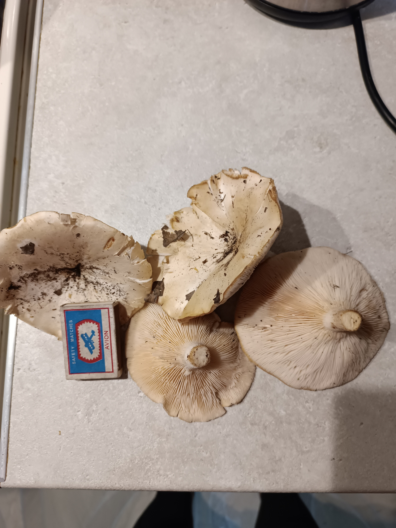 Балапандарды үлкен белдіктер алады