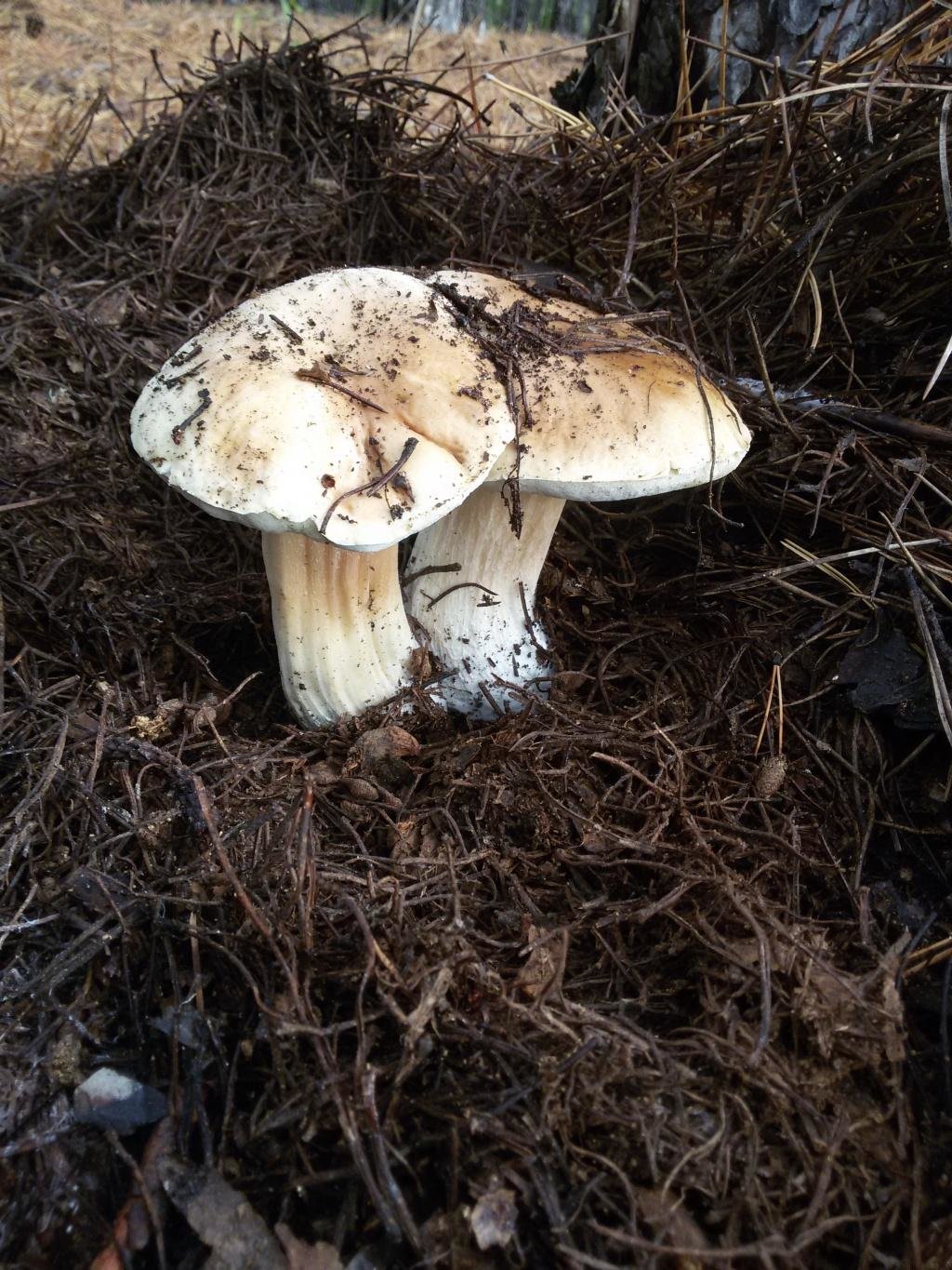Белый гриб берёзовый - Boletus betulicola