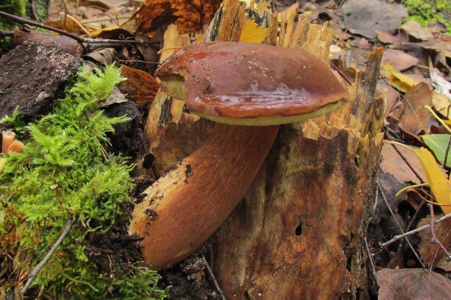 Польский гриб - Imleria badia