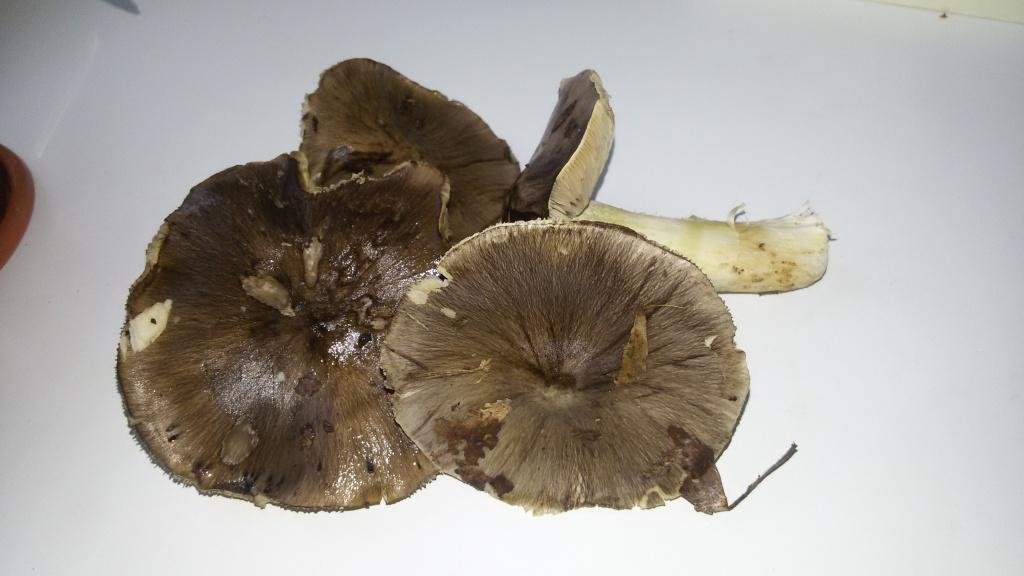 Рядовка серая - Tricholoma portentosum