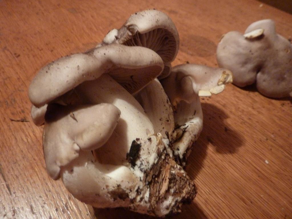 Гриб 17 1. Лиофиллум дымчато-серый. Лиофиллум дымчато-серый Lyophyllum fumosum. Съедобные грибы лиофиллум дымчато-серый. Съедобные грибы лиофиллум дымчато-серый (Lyophyllum fumosum).