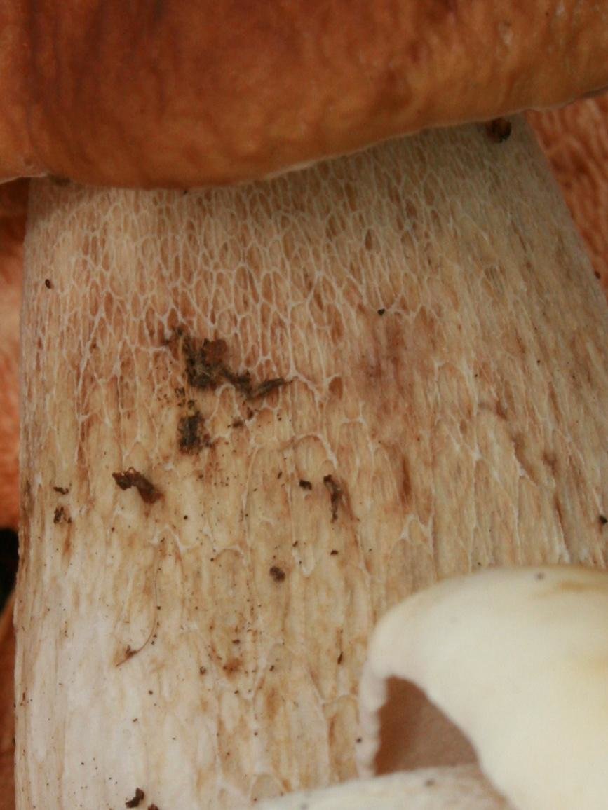 Белый гриб - Boletus edulis