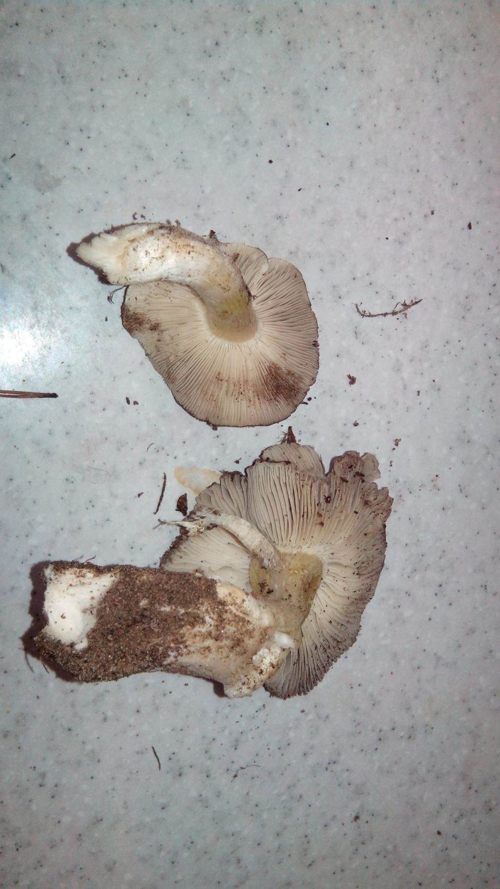 Рядовка серая - Tricholoma portentosum