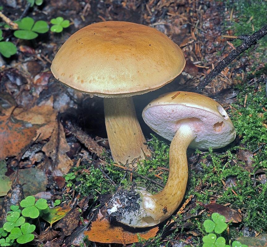 Жёлчный гриб - Tylopilus felleus