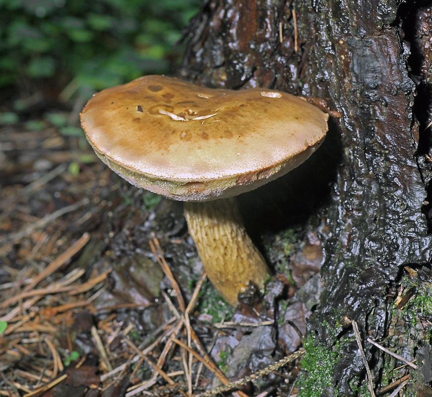 Жёлчный гриб - Tylopilus felleus