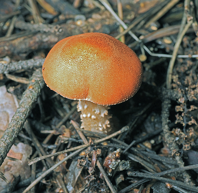 Цистодерма красная - Cystodermella cinnabarina