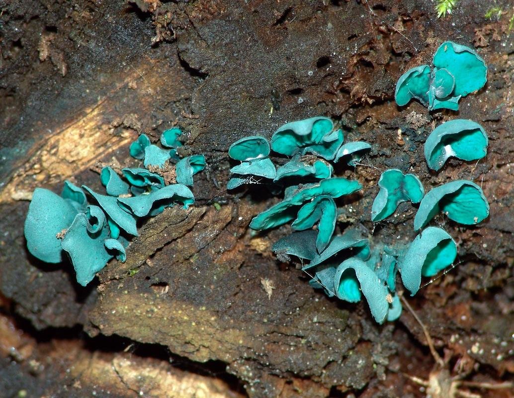 Хлороцибория сине-зеленоватая - Chlorociboria aeruginascens