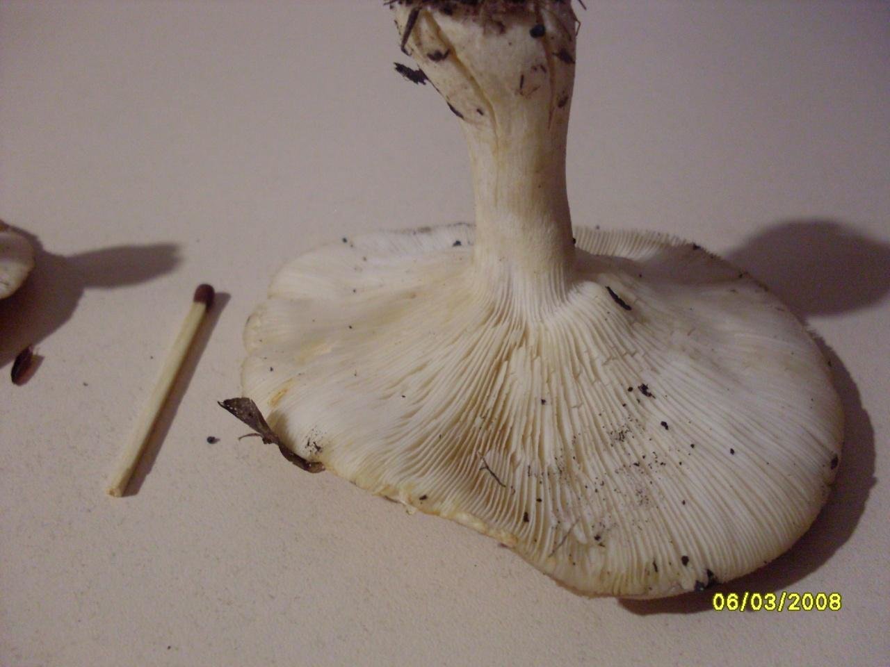 Белосвинуха горечавковая - Leucopaxillus gentianeus