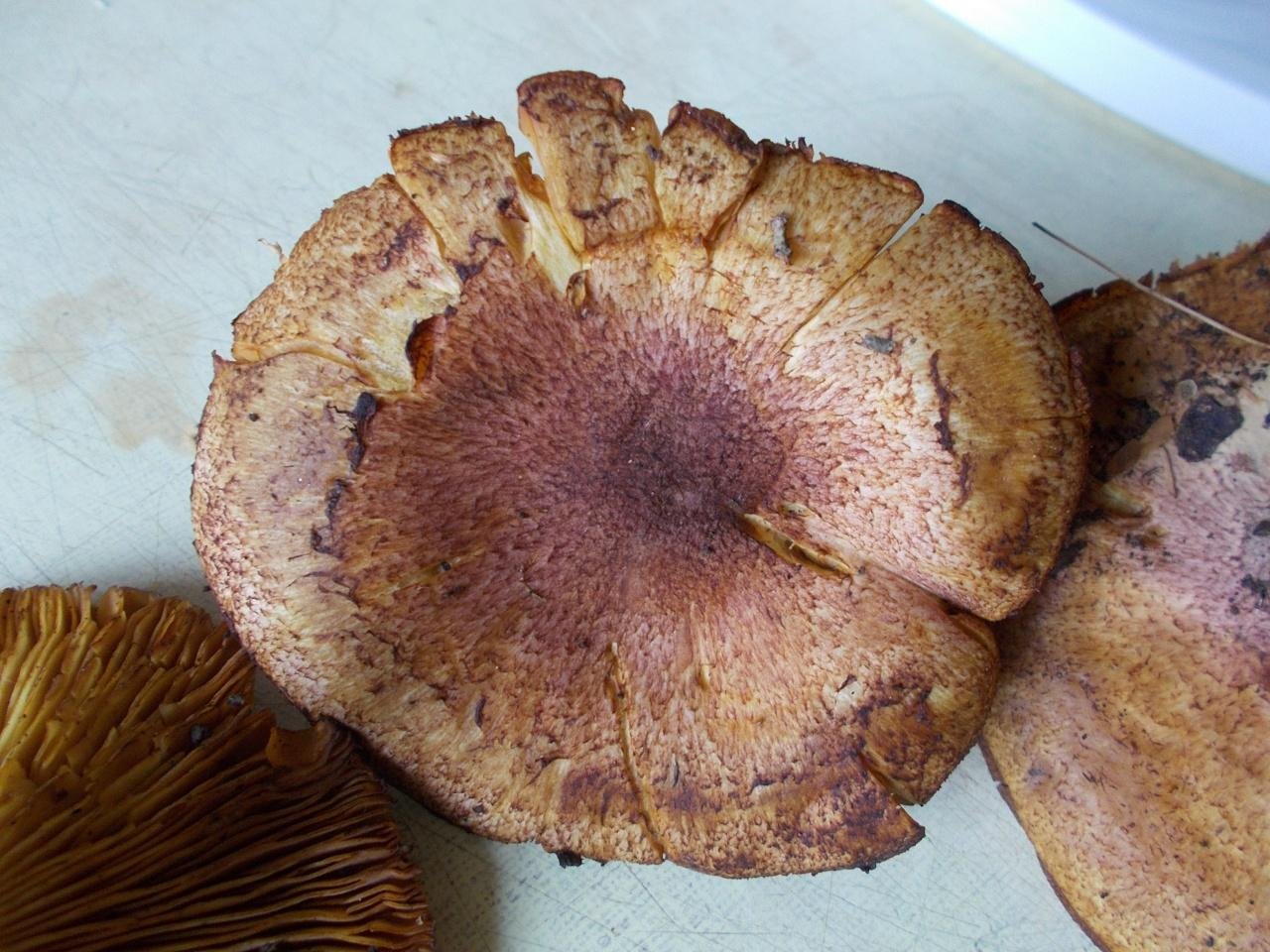 Гриб снизу. Tricholomopsis rutilans. Пластинчатый гриб снизу шляпка желтая. Бурый пластинчатый гриб. Tricholomopsis flammula.