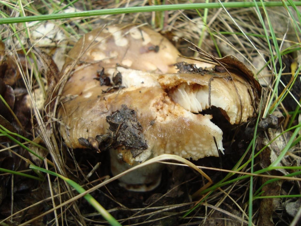 Валуй - Russula foetens