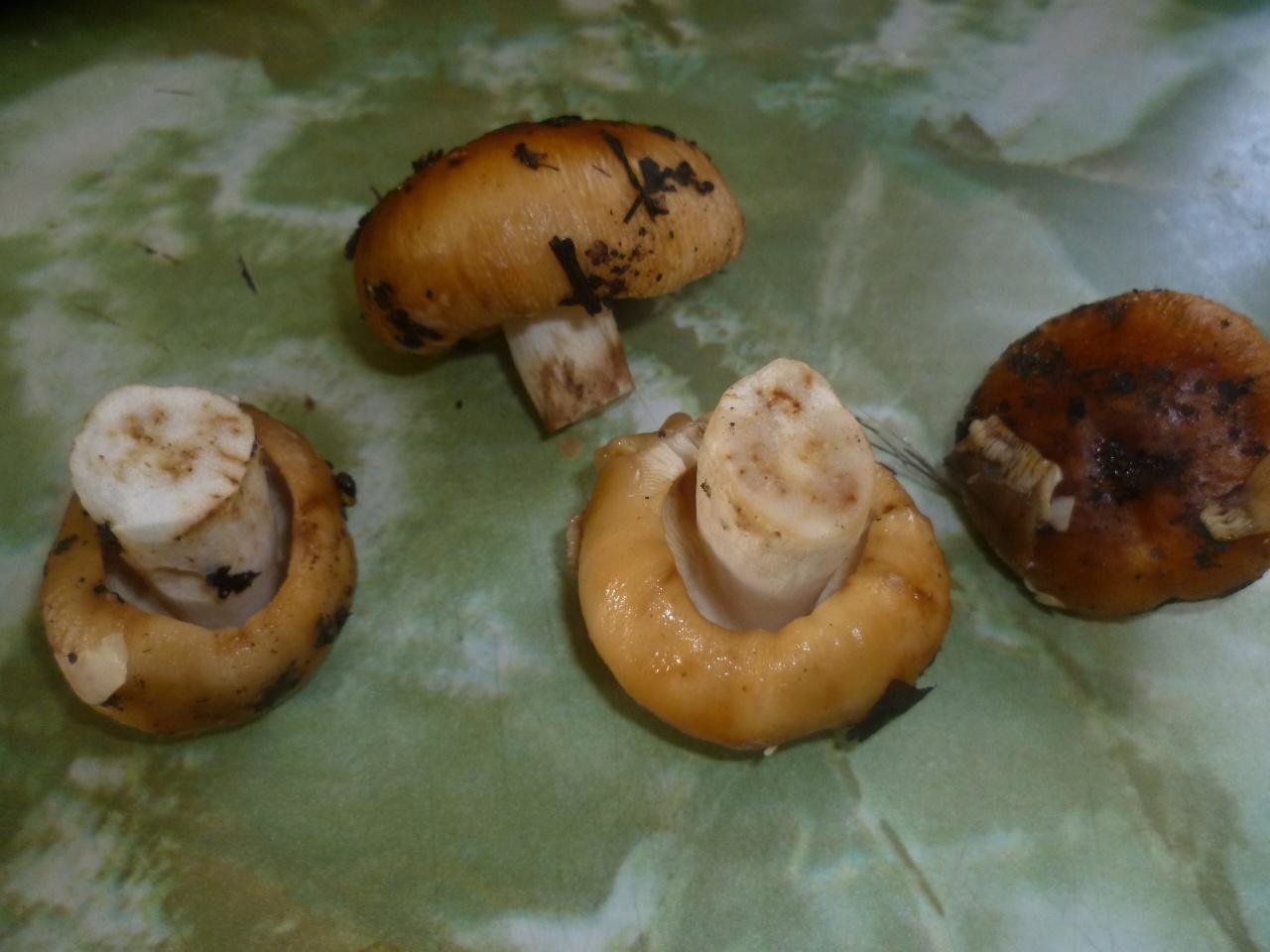 Валуй - Russula foetens
