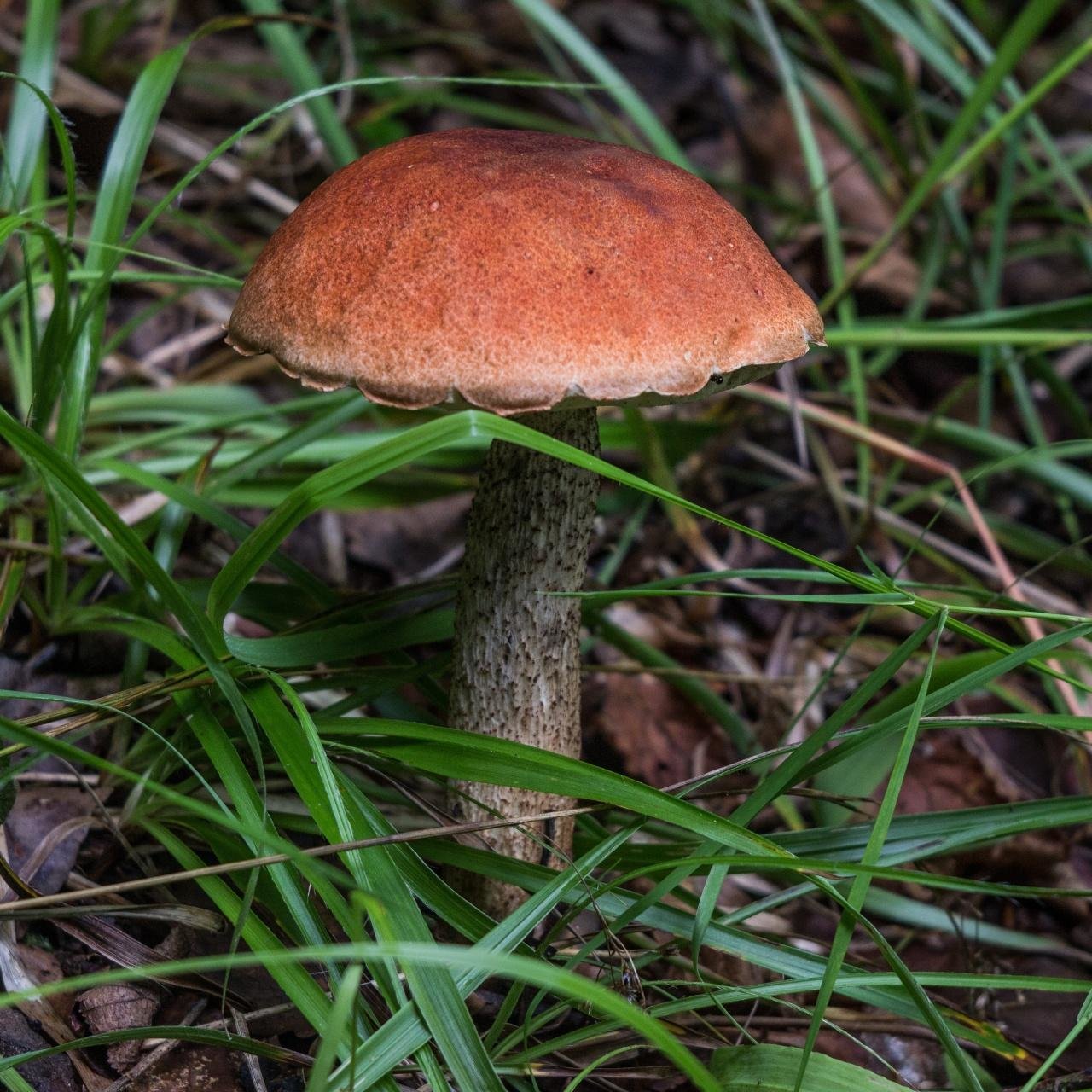 Подосиновик благородный гриб. Подосиновик красный. Подосиновик обыкновенный. Подосиновик красный (Leccinum aurantiacum). Съедобные грибы красноголовики.