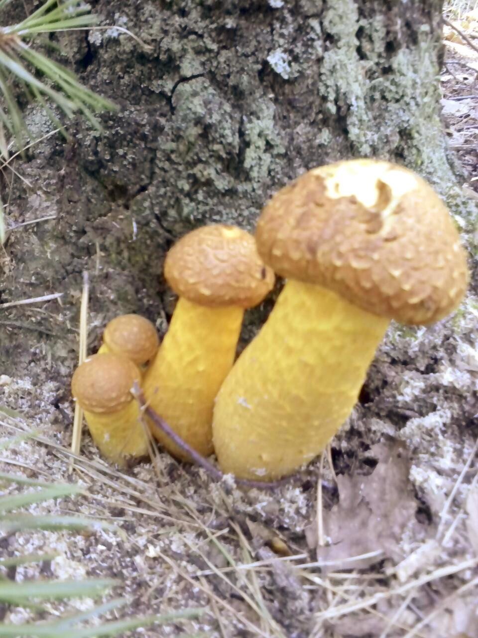 Желтый пластинчатый гриб с толстой ножкой