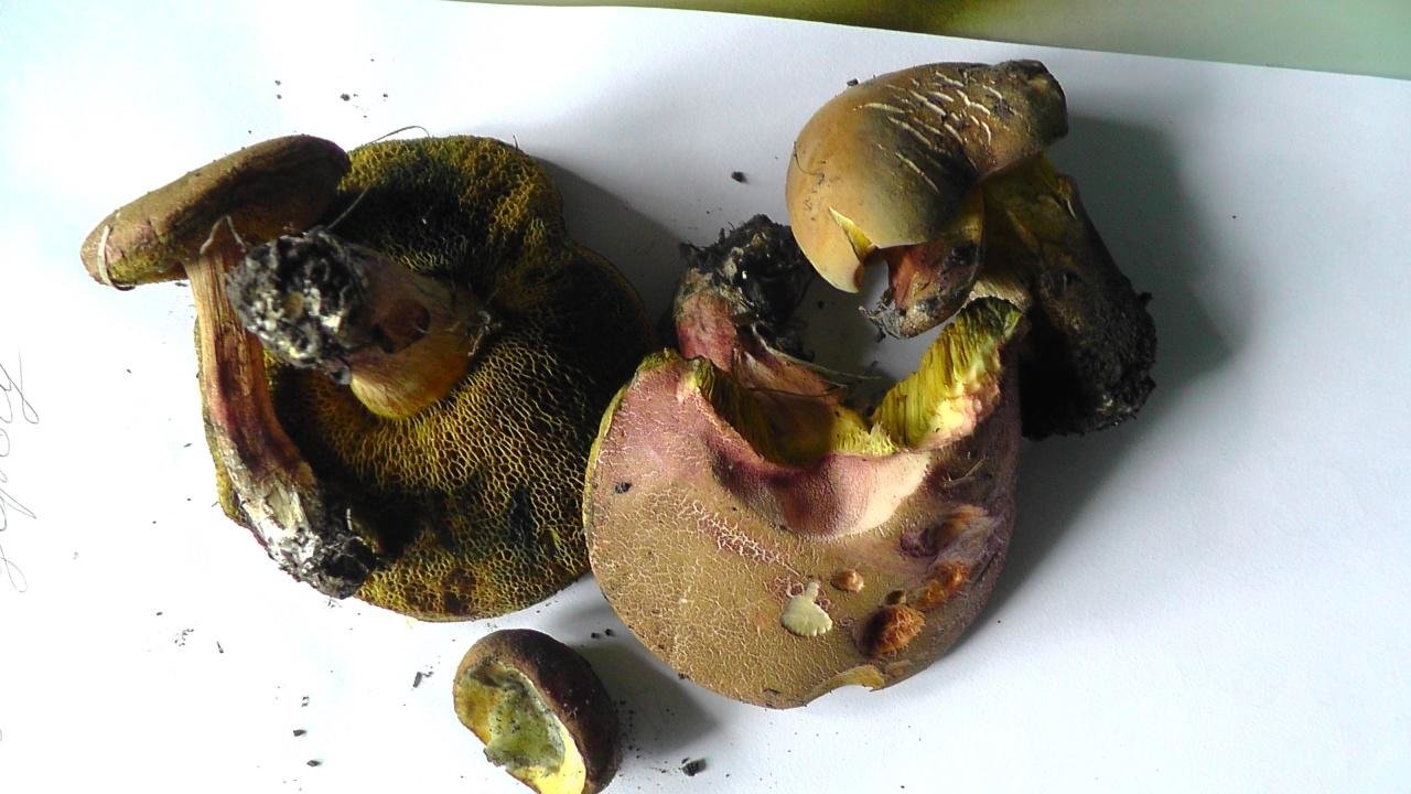 Моховик припорошенный - Cyanoboletus pulverulentus