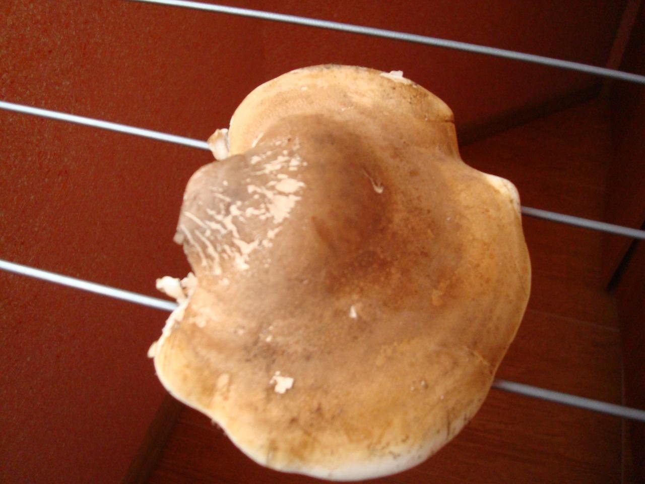 Трутовик берёзовый - Fomitopsis betulina