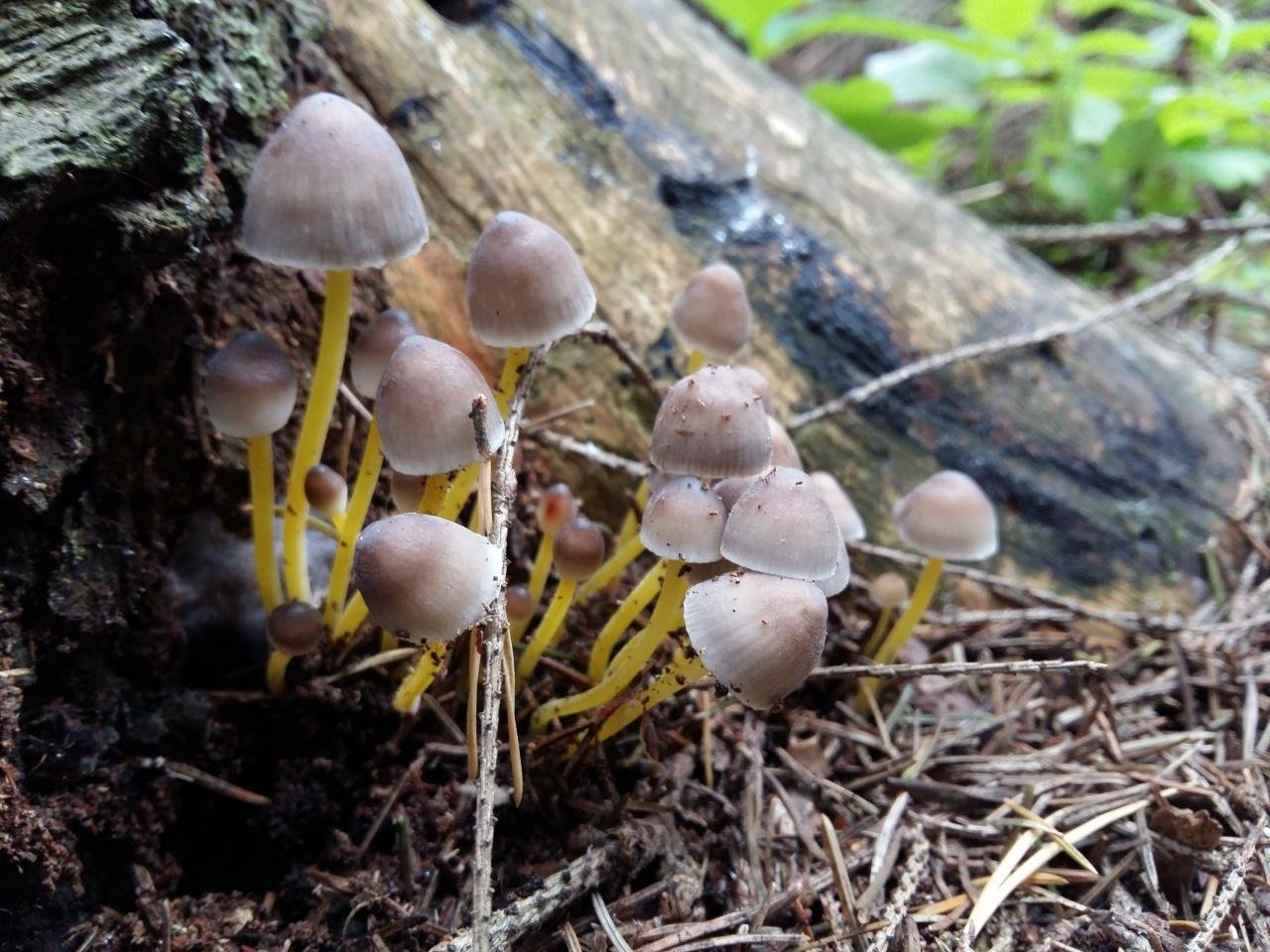 Рена грибов. Гриб Мицена Рене. Мицена волосистая гриб. California fungi: Mycena epipterygia. Шипики грибы.