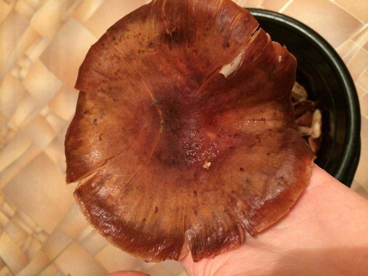 Пластинчатый гриб с толстой ножкой